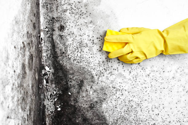 Best Mold Prevention Services  in Bartonville, TX