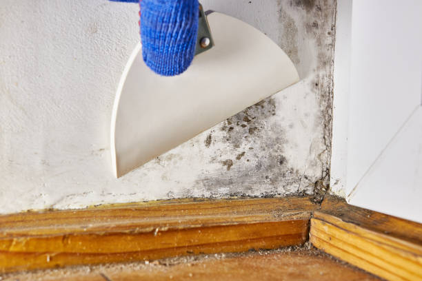 Best Mold-Related Health Consultation  in Bartonville, TX